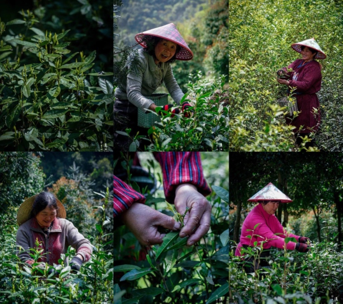 Annual tea picking season is coming!