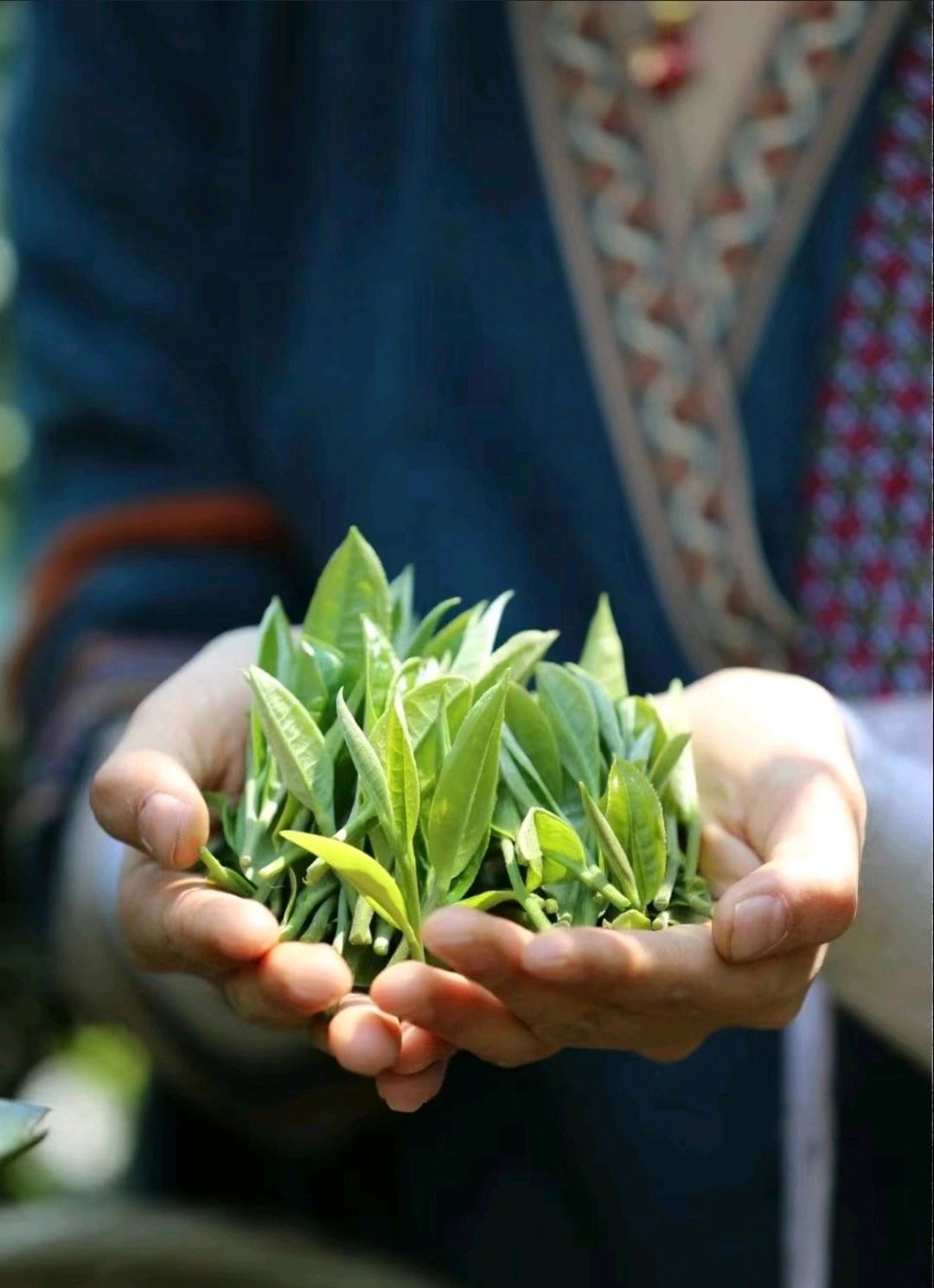What is the key to the growing environment of organic tea?