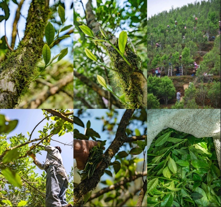 Immersion Experience - Hundred Years of Ancient Tree Tea Picking